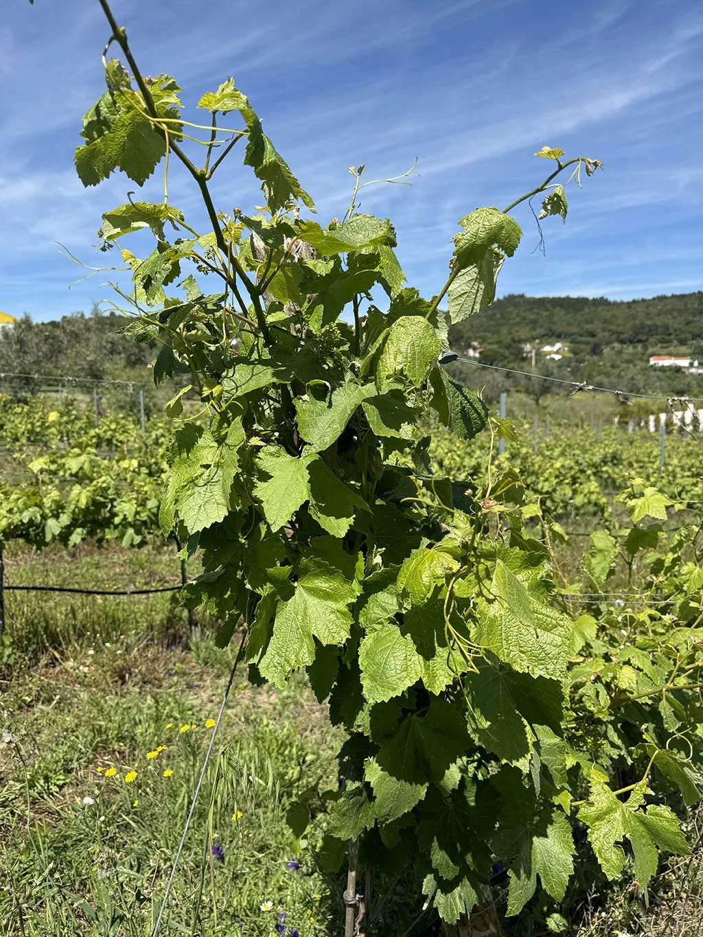 Quinta das Toroas